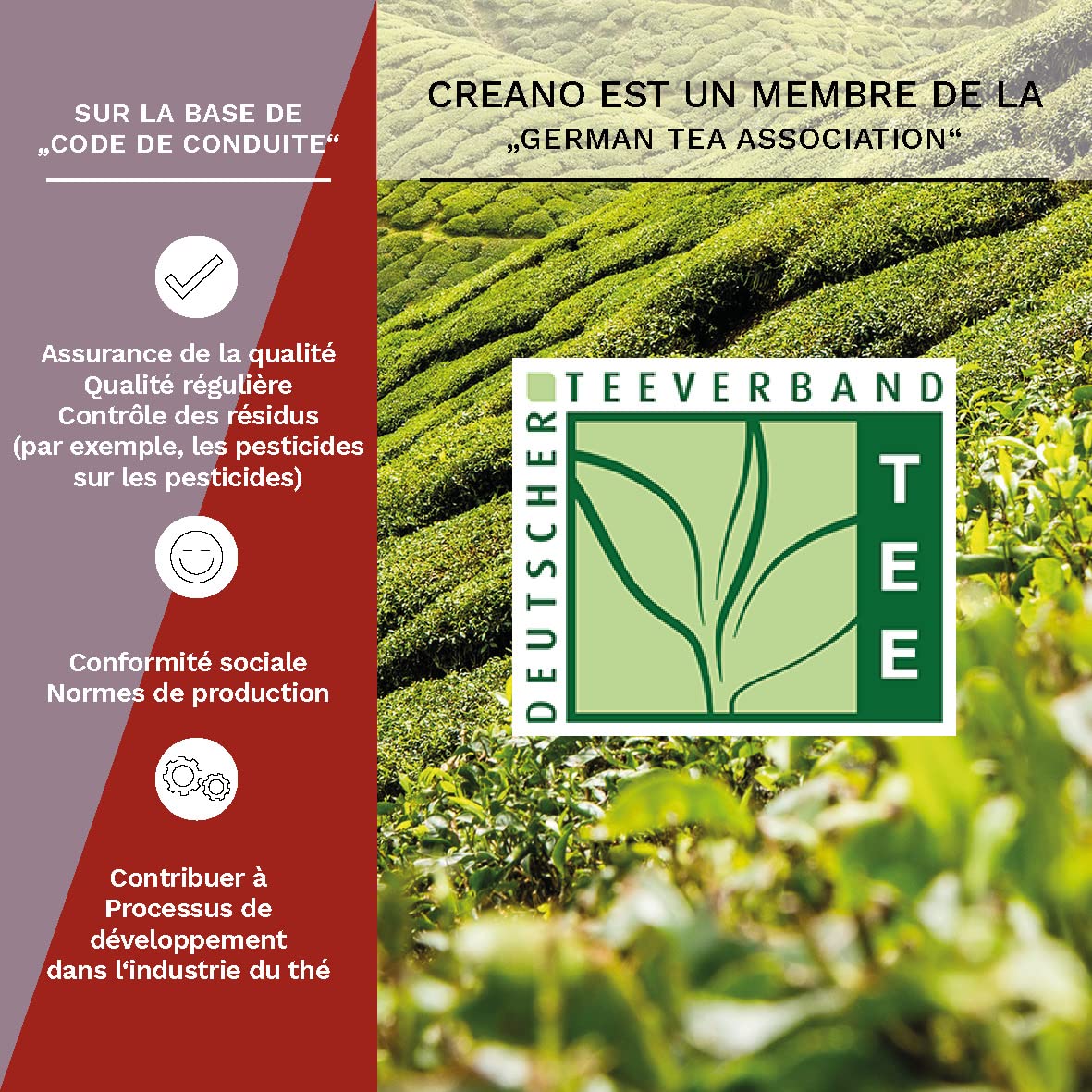 Creano Coffret Cadeau avec Fleurs de Thé dans Une Boîte Magnétique - Thé Blanc, Noir, Vert - 6 Fleurs de Thé avec 6 Sortes différentes